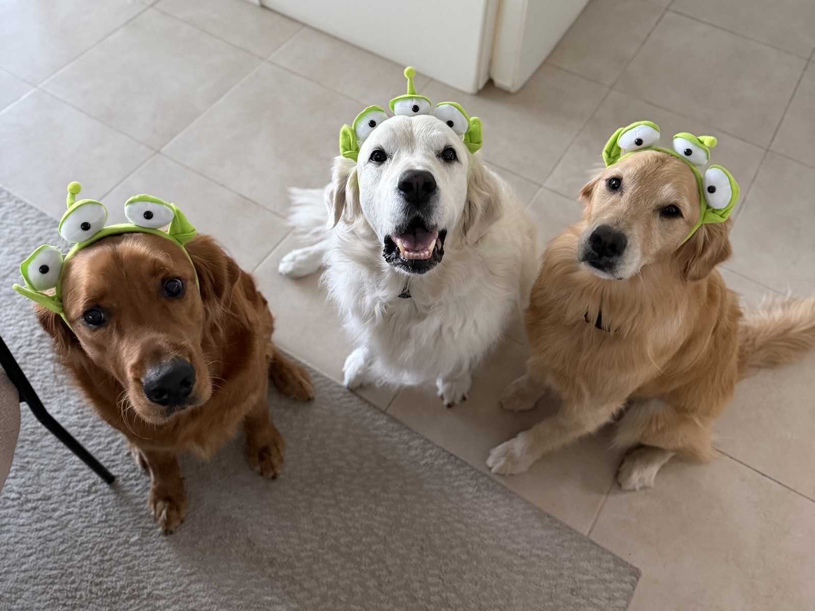 Bruno (left, red coat) with Nuggie and Ella, the two goldens who taught him how to be a dog again — all three wearing little green alien headbands at home in Jumeirah Park
